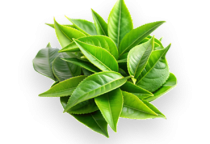 TRÀ XANH