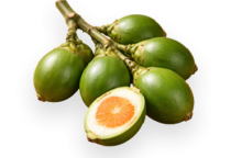 VỎ CAU 