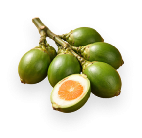 VỎ CAU 